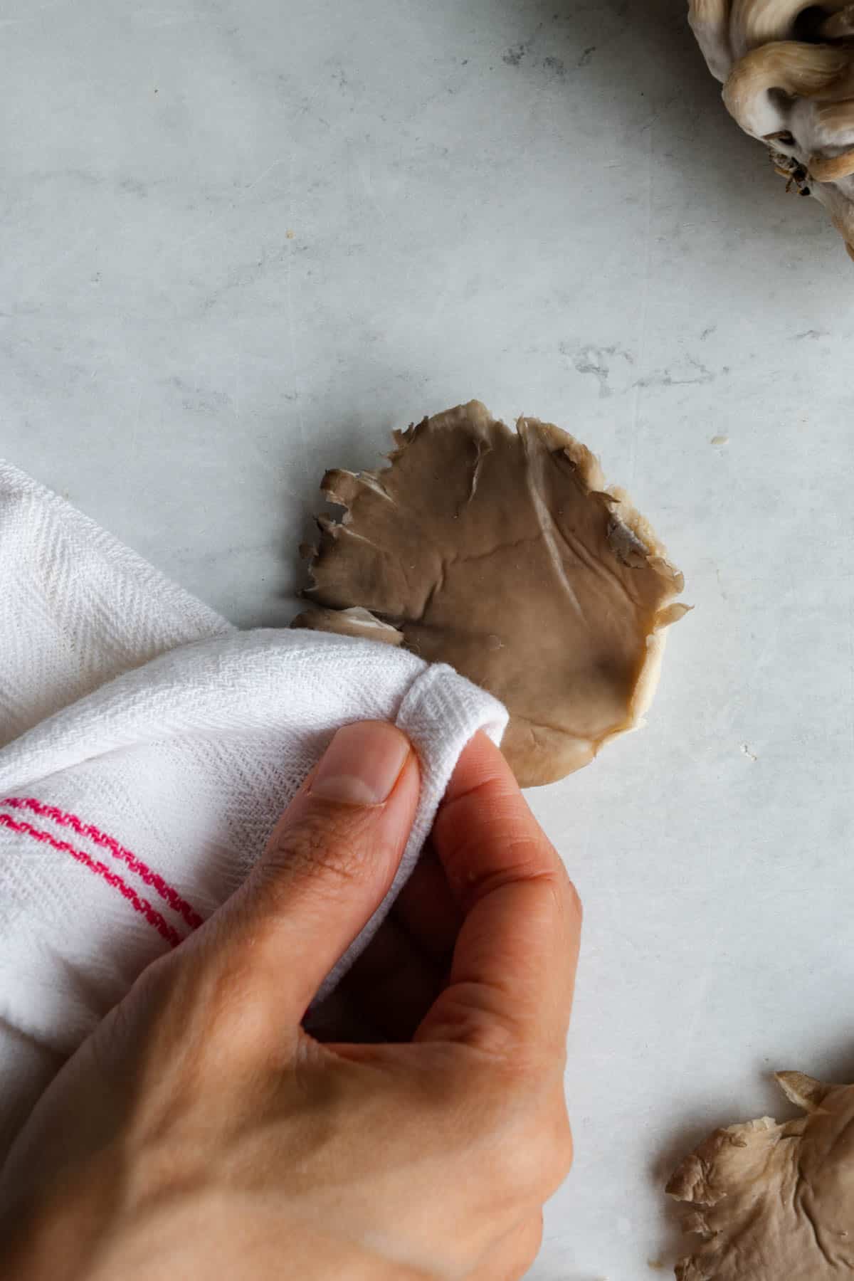 A hand holding a white and red kitchen towel wiping an oyster mushroom.