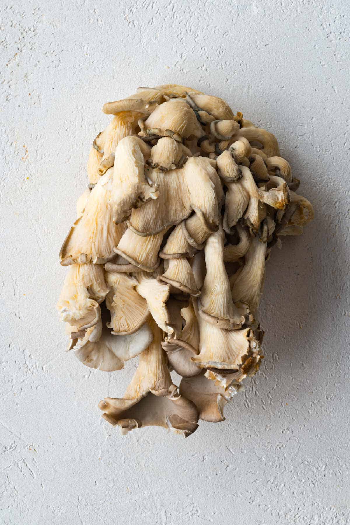 Oyster mushrooms on a white board.