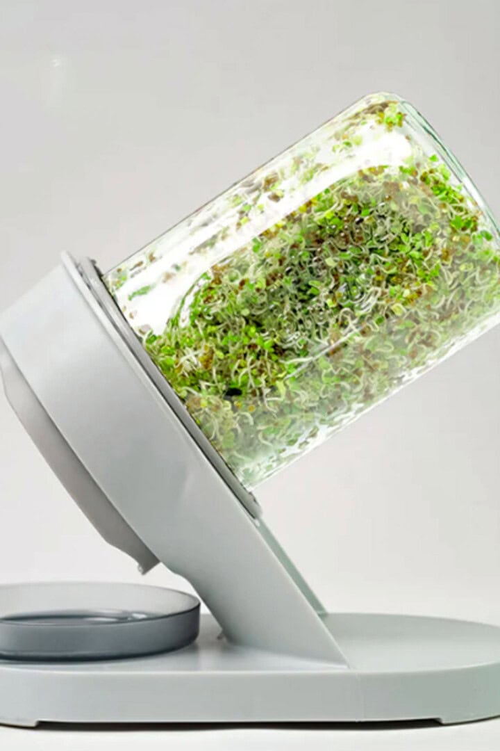 Sprouts in a glass jar.