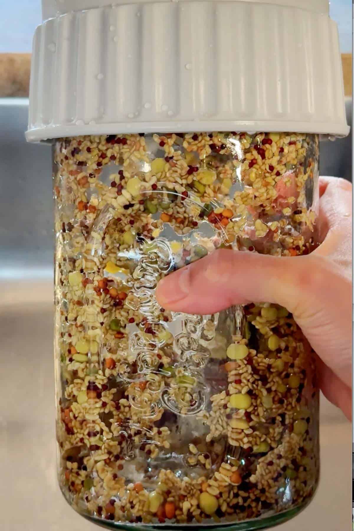 Distributing the sprout seeds around the sides of jar.