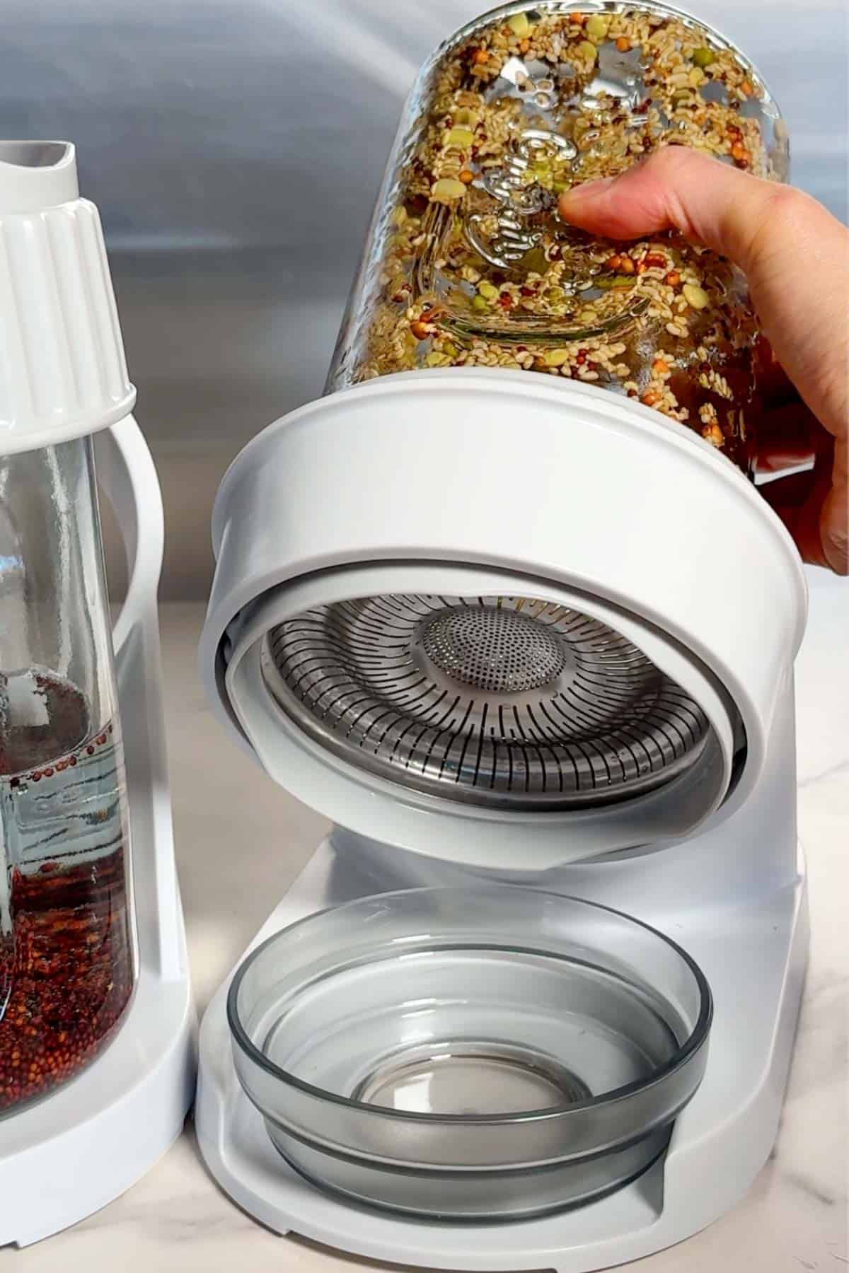 Draining sprouts in a jar.