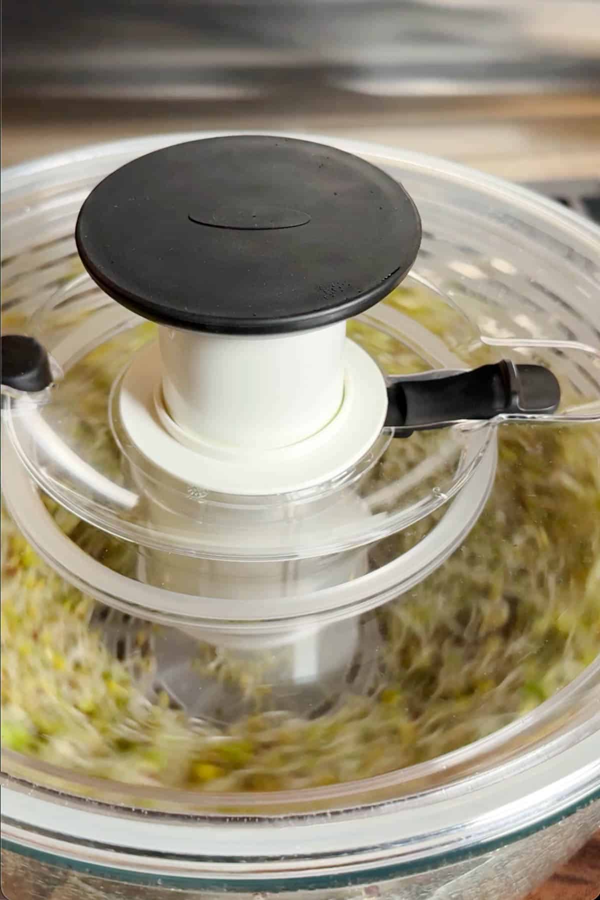 Spinning sprouted seeds in a salad spinner.