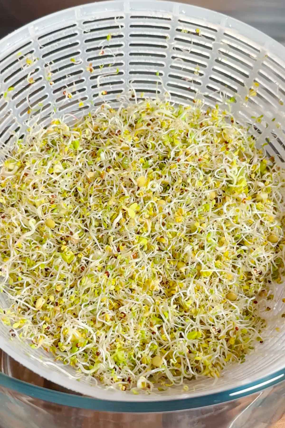 Grown broccoli sprouts in a salad spinner.