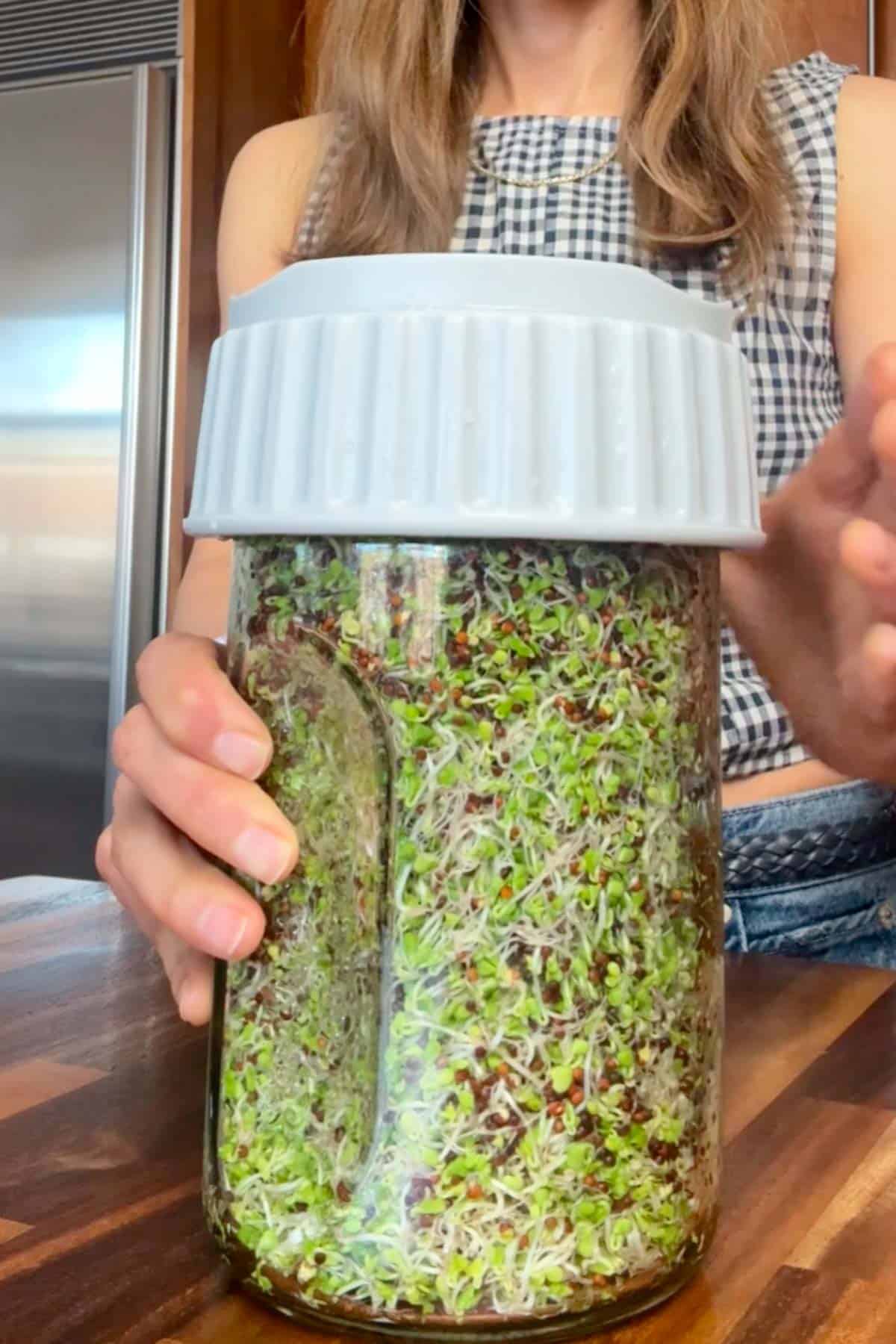 Sprouted broccoli seeds in a sprouting jar.