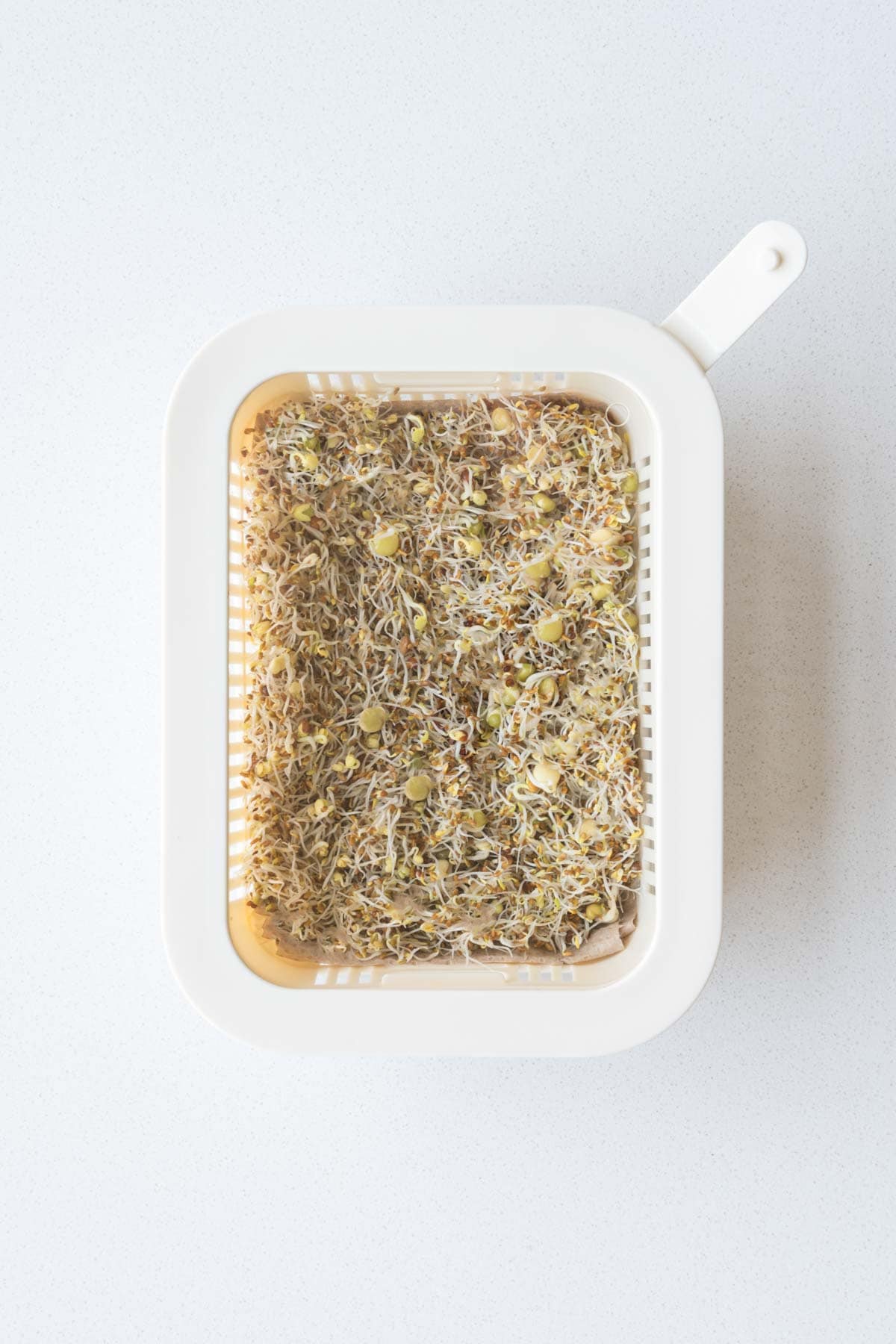 Sprouts stored in a glass container.