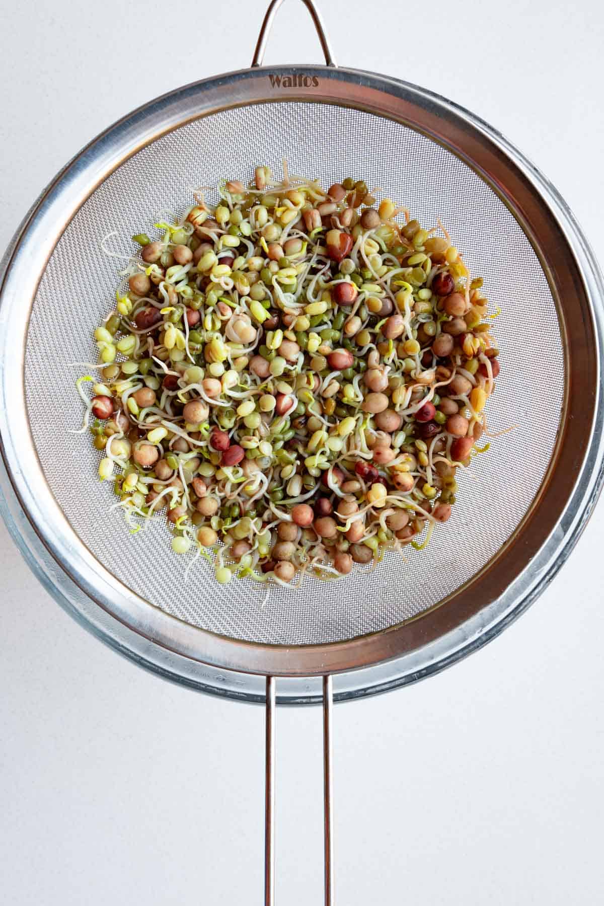 Protein legume sprouts in a fine mesh sieve.